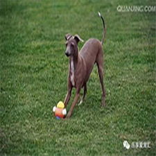 德陽專業寵物狗托管訓練多少錢？寵物服務費用全解析