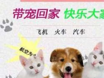 本地專業寵物托運服務 全天候覆蓋汽車、火車、空運直達全國