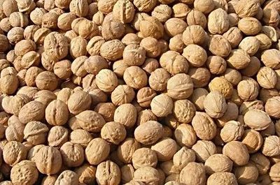 新疆 特色林果提質(zhì)增效 精準扶貧開花結(jié)果
