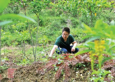 德化縣戀南山黃花遠志茶喜獲海峽兩岸最受歡迎伴手禮獎，推動林業(yè)產(chǎn)品創(chuàng)新發(fā)展